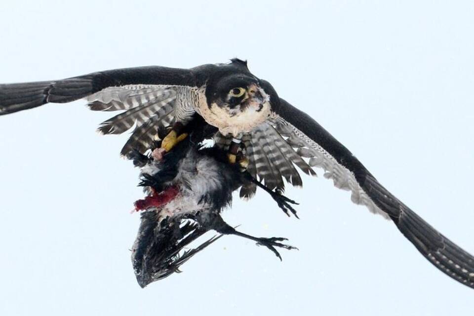 Wanderfalke auf Jagd Wanderfalke auf Jagd