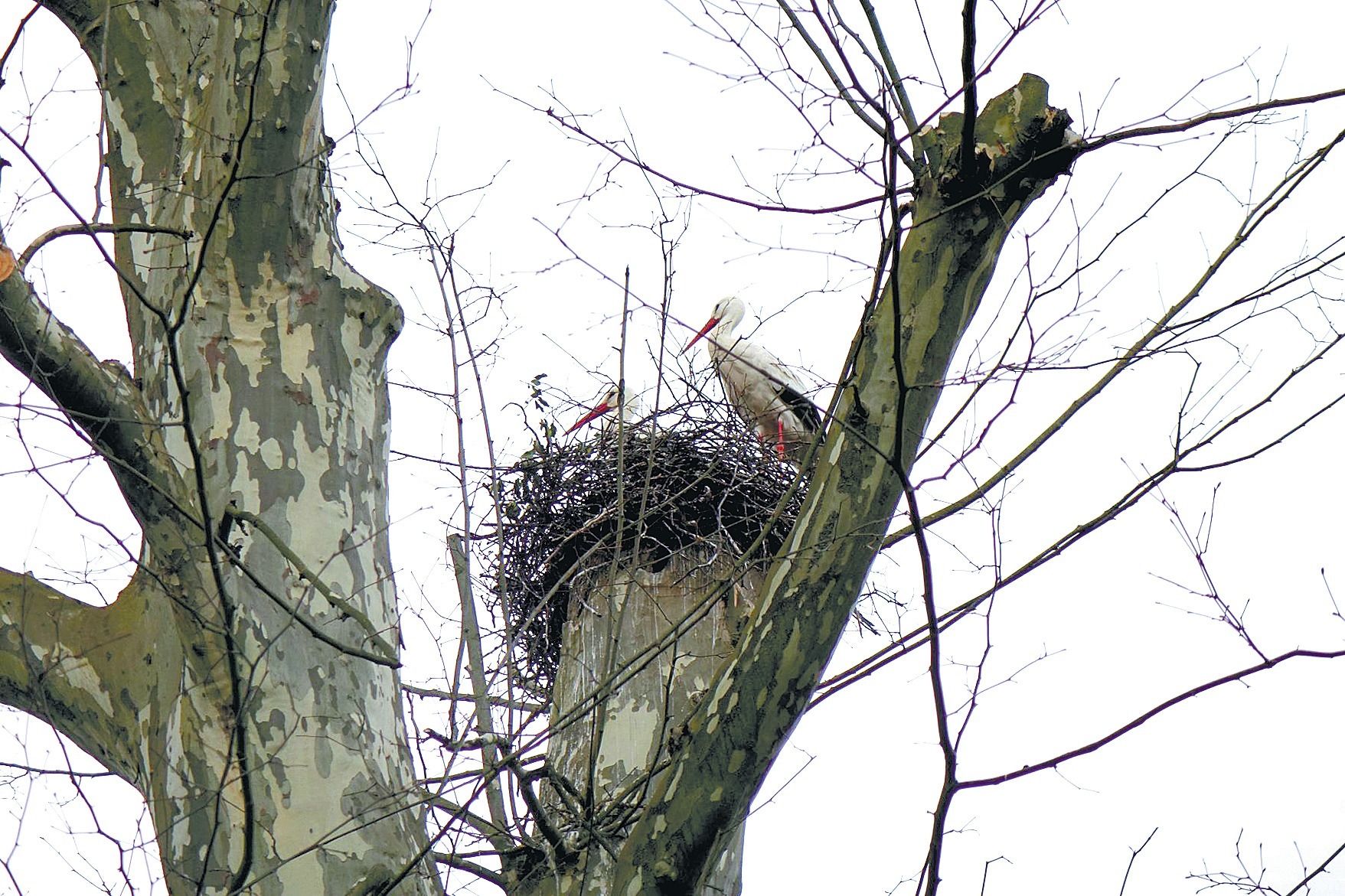 Angelbachtal Erstmals Bruten Hier Wieder Storche Sinsheim Rnz