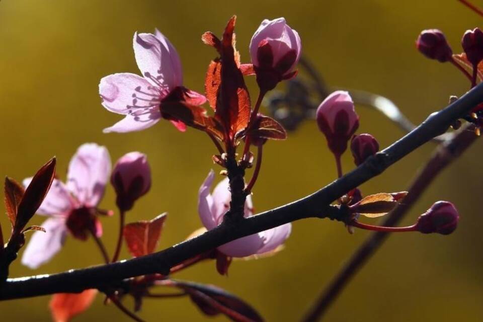 Blüten im Sonnenschein