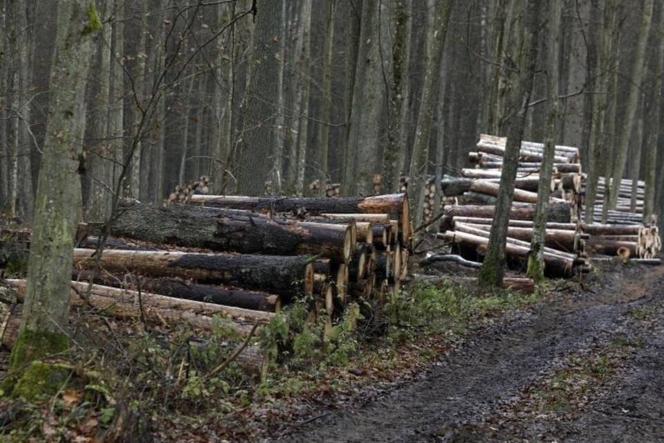 Bialowieza-Urwald Bialowieza-Urwald