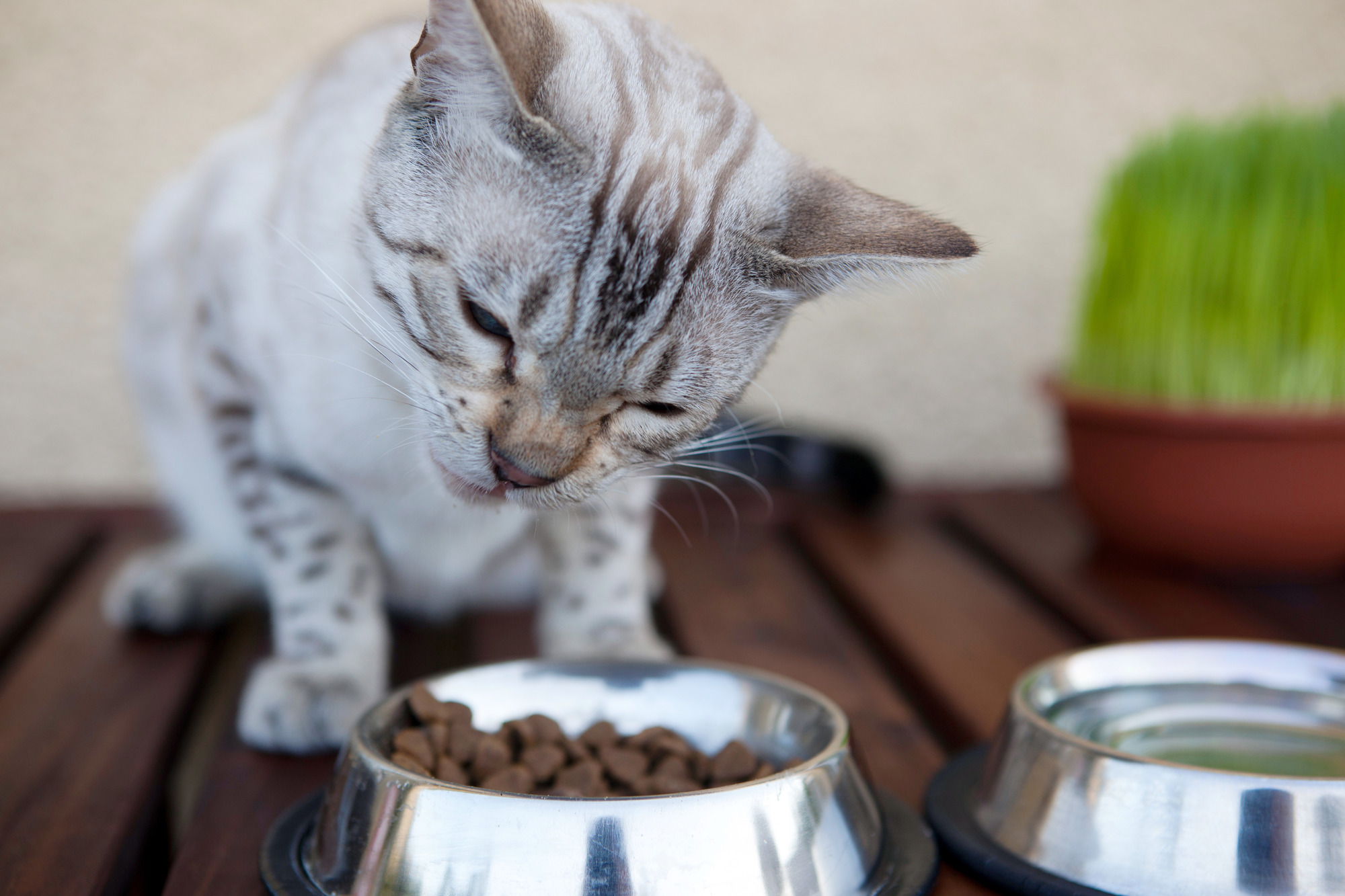 Bio-Trockenfutter: Trockenfutter für Katzen - 310990 1 Org Trockenfutter Fuer K 57096715