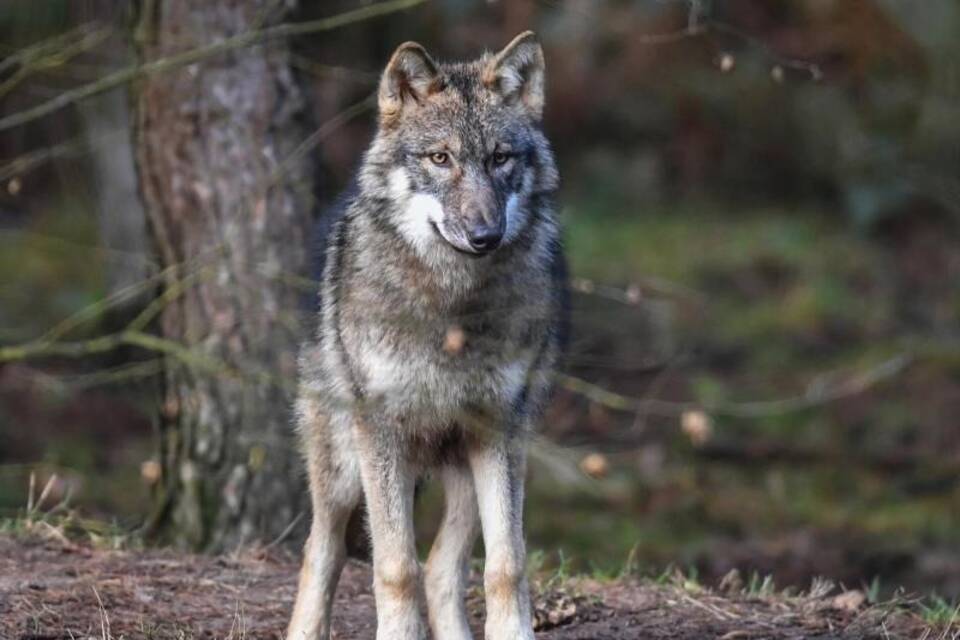 Wolf Wolf