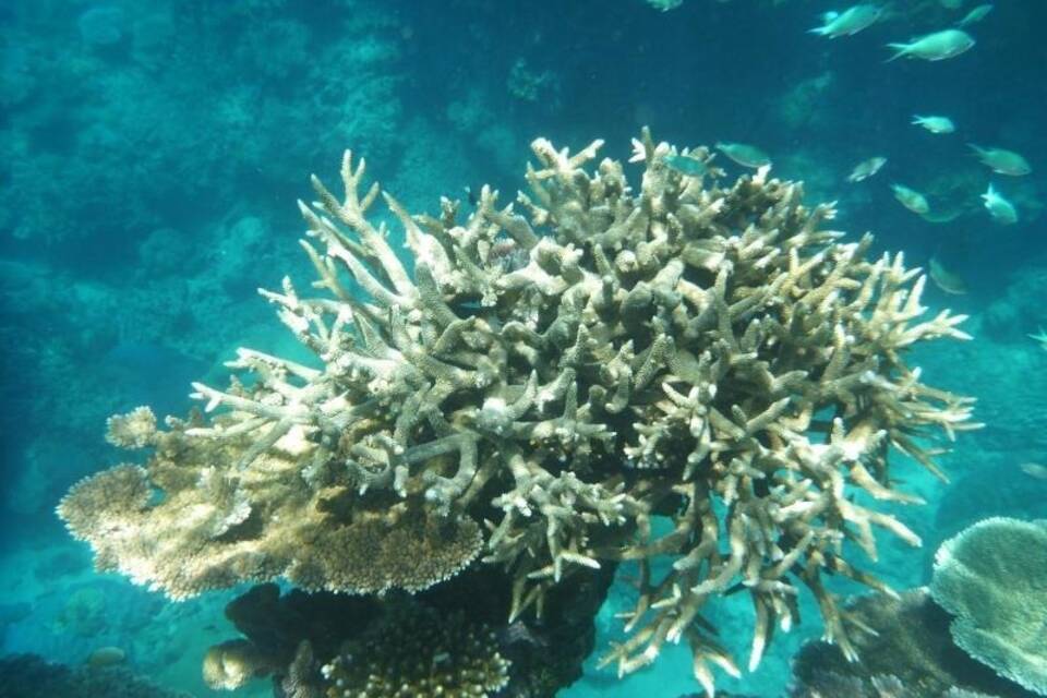 Korallen am Great Barrier Reef Korallen am Great Barrier Reef