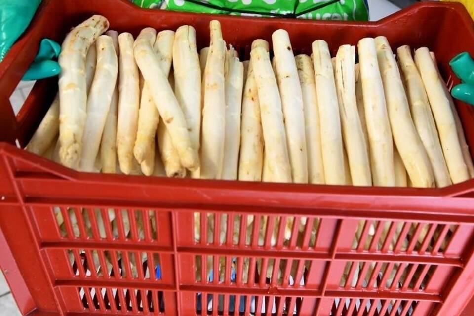 Spargel
