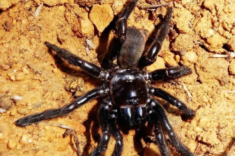 Spinne im Alter von 43 Jahren gestorben Spinne im Alter von 43 Jahren gestorben