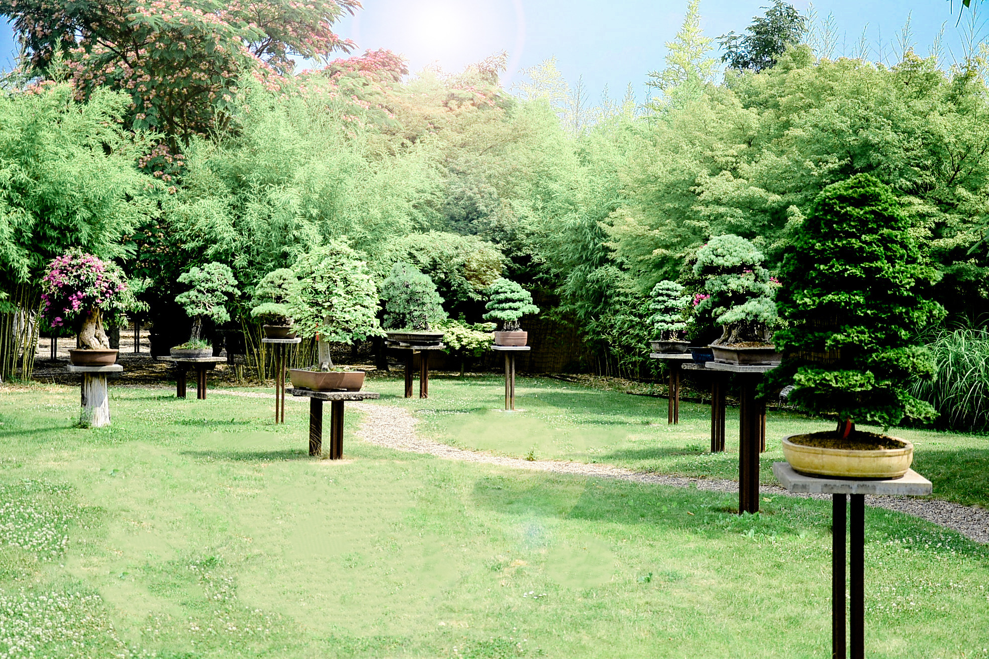 Bonsai Zentrum Heidelberg BonsaiZentrum Advertorials RNZ