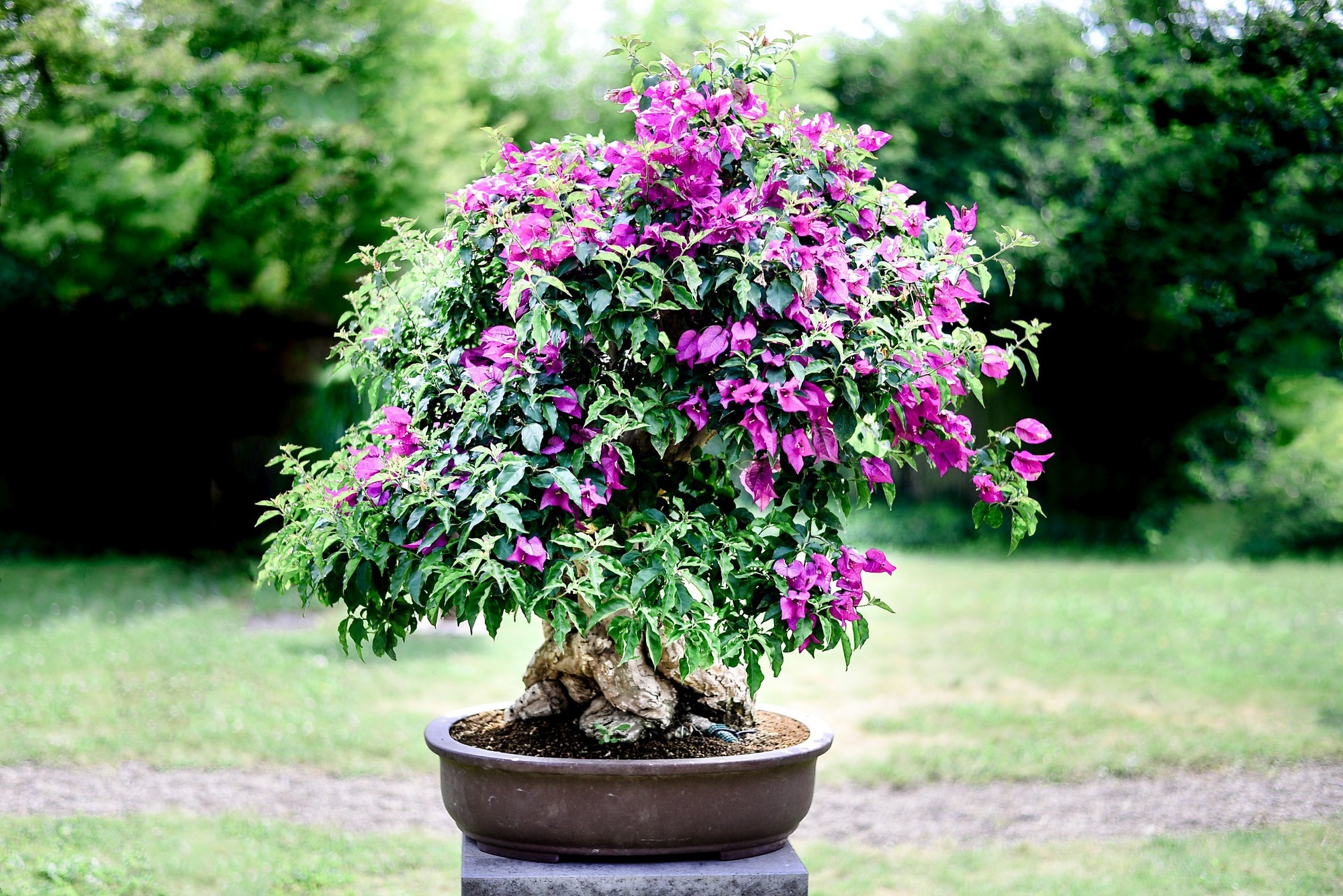Bonsai Zentrum Heidelberg BonsaiZentrum Advertorials RNZ