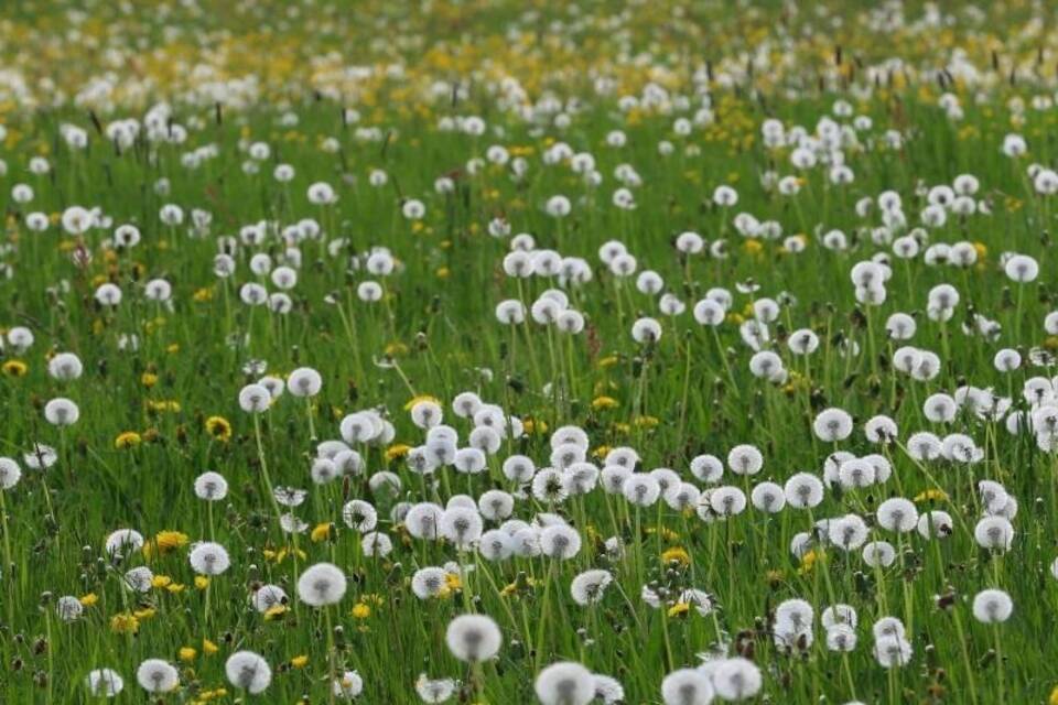 Pusteblumen im Sonnenschein Pusteblumen im Sonnenschein