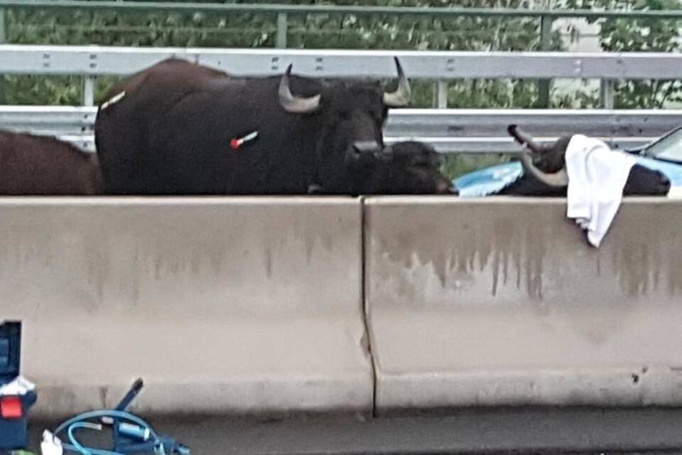 Büffel auf der A3 Büffel auf der A3