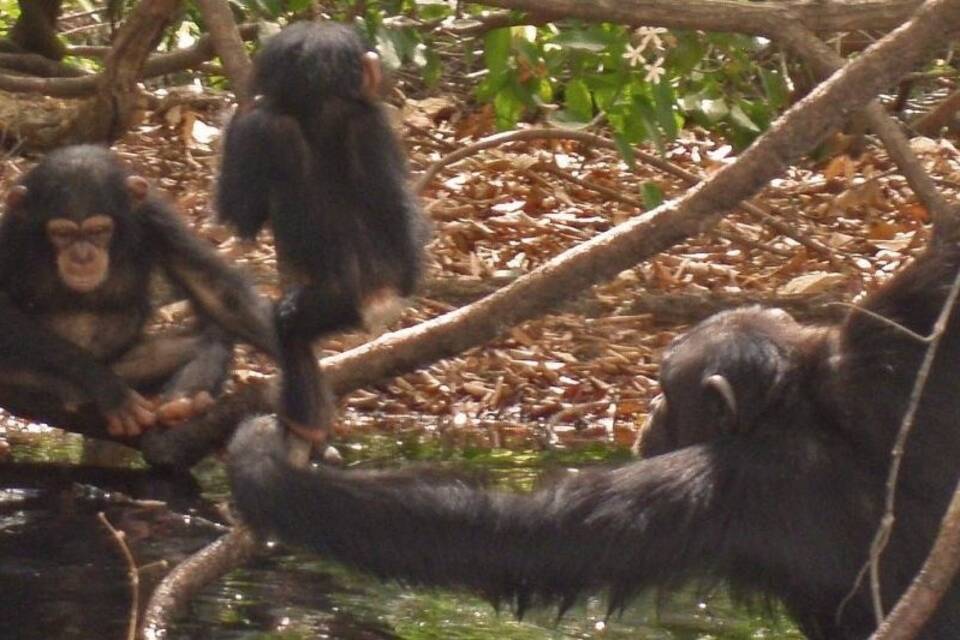 Savannen-Schimpansen