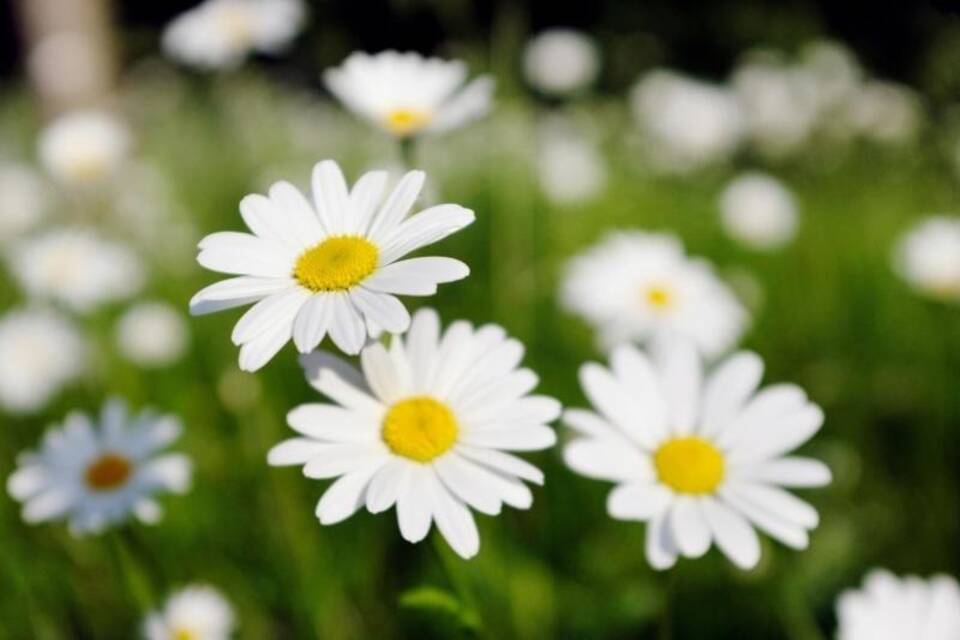 Blumen am Straßenrand