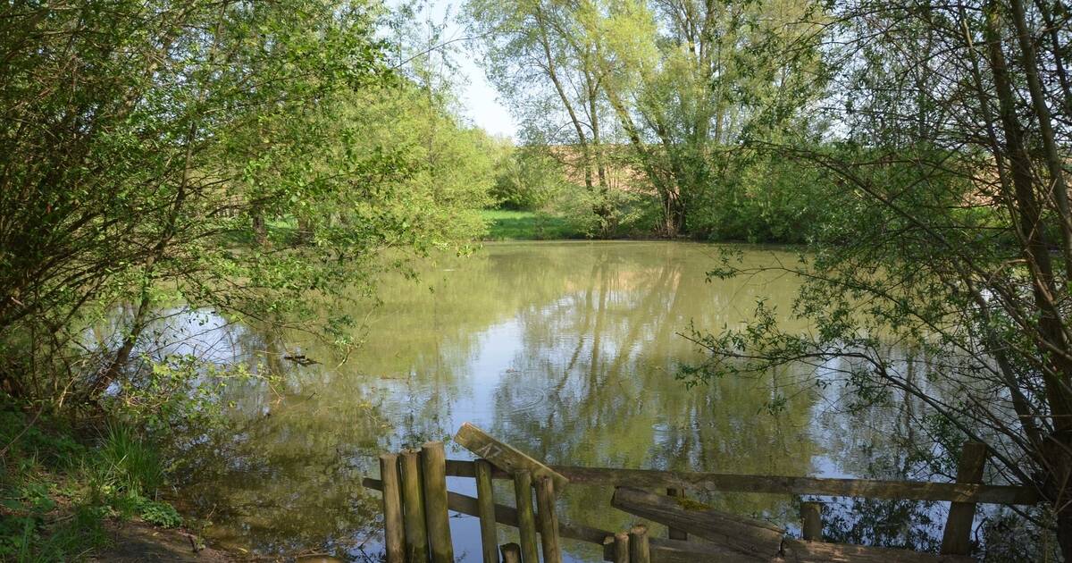 Kirchardt Teich am Ortsrand bringt neue Ökopunkte Sinsheim
