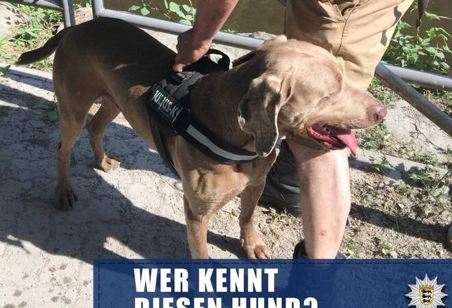 Karlsruhe Polizei sucht Hundebesitzer nach Beißattacke