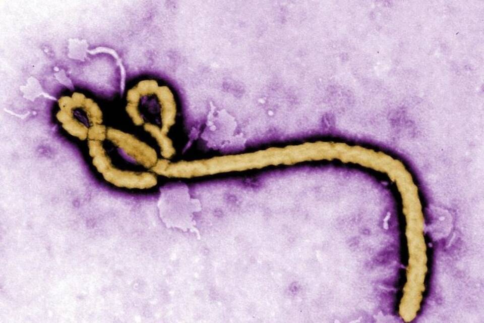 Ebola