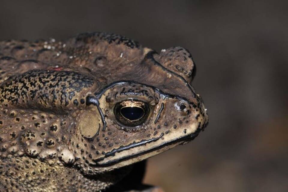 Schwarznarbenkröte Schwarznarbenkröte