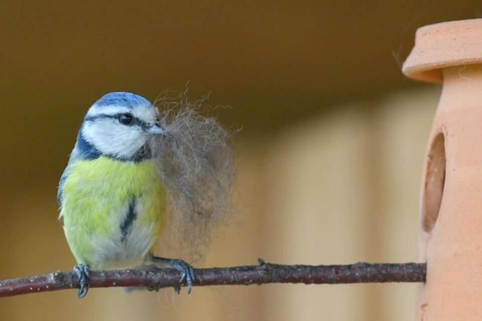 Blaumeise Blaumeise