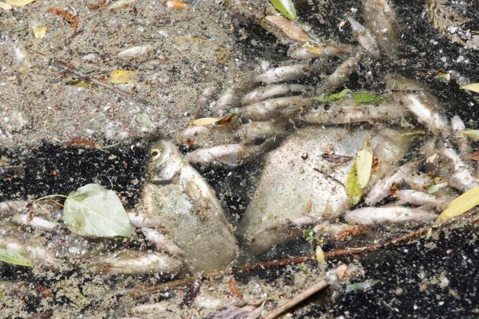 Fischsterben Fischsterben