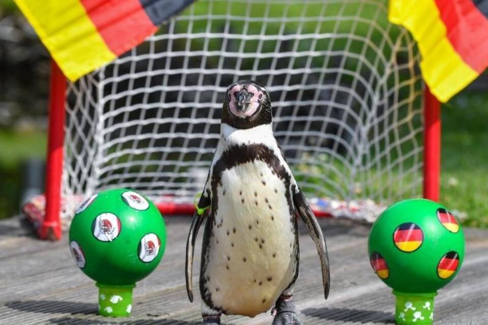 WM 2018 - Pinguin «Flocke»