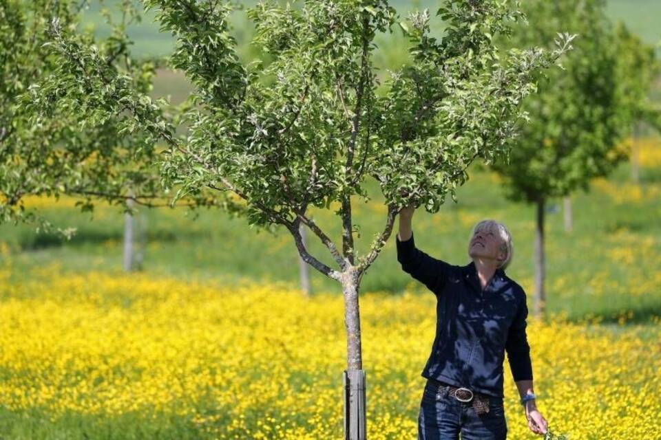 Streuobstwiese "Obstarche"