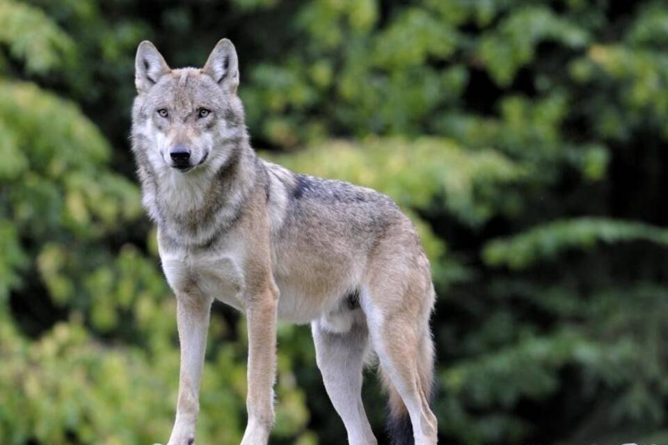 Wolf Wolf