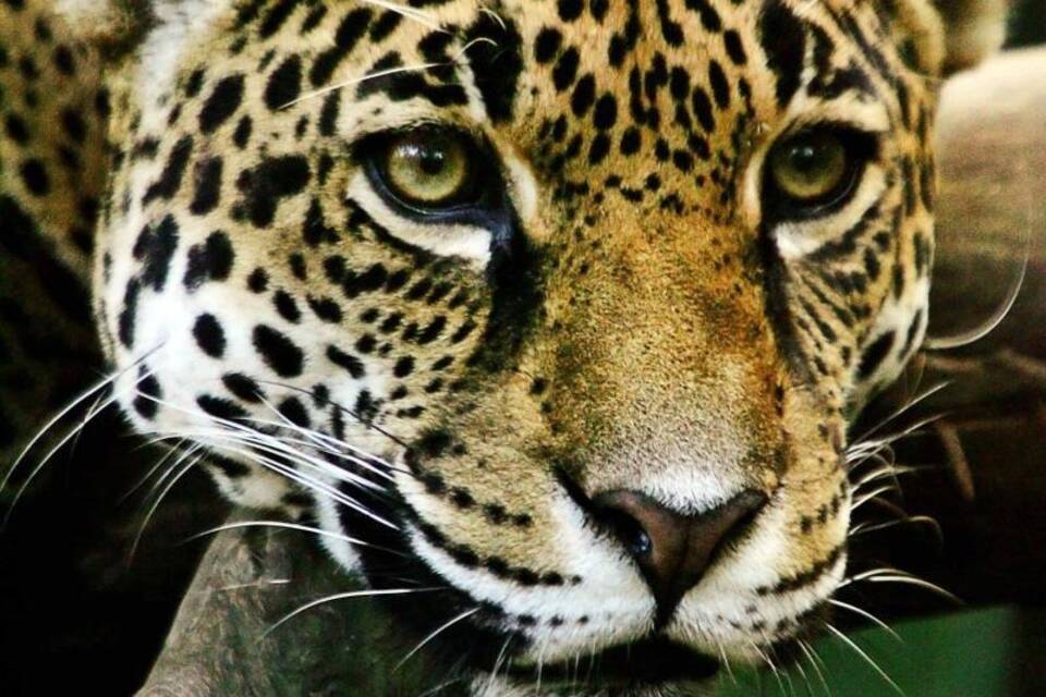 Jaguare in Mexiko