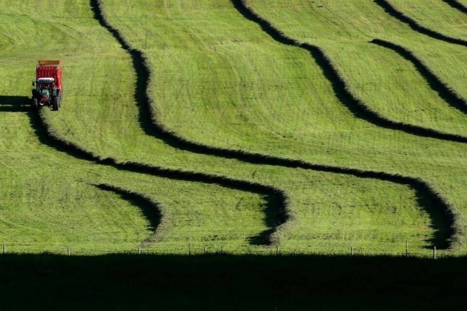 Grasbahnen im Abendlicht