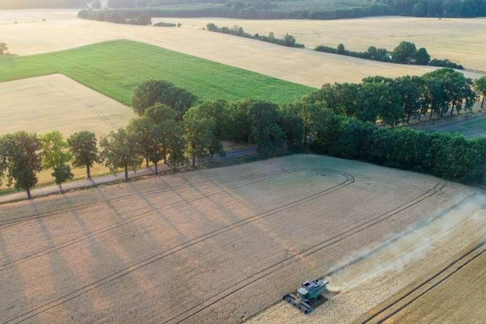 Getreideernte in Brandenburg