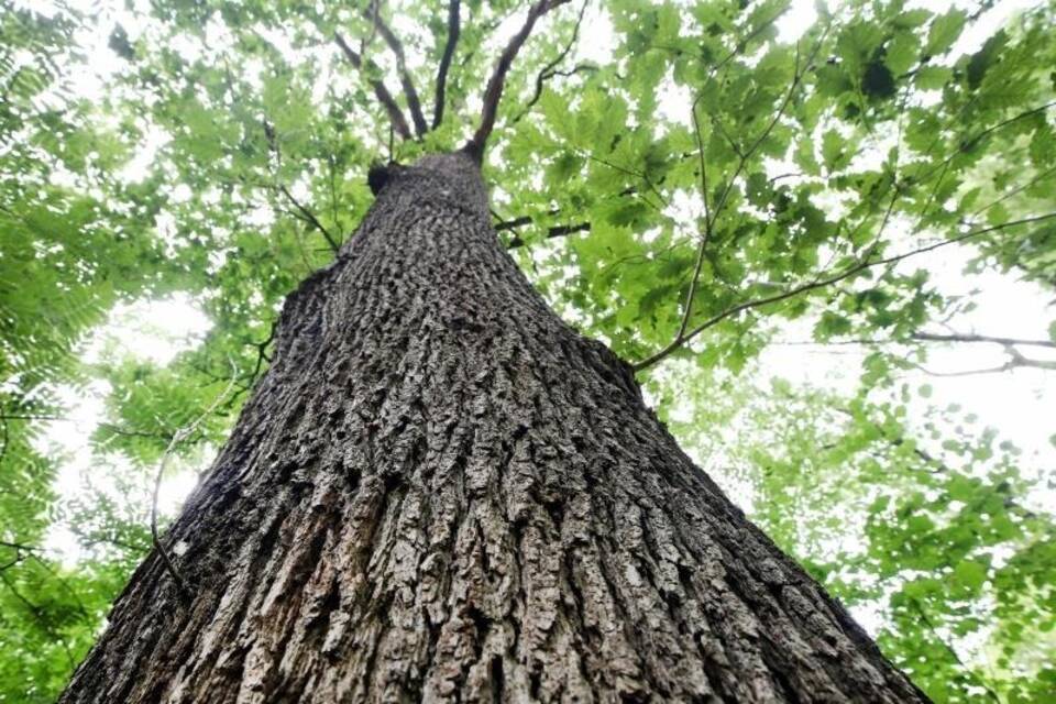 Eichenwald im Naturpark Schwalm-Nette