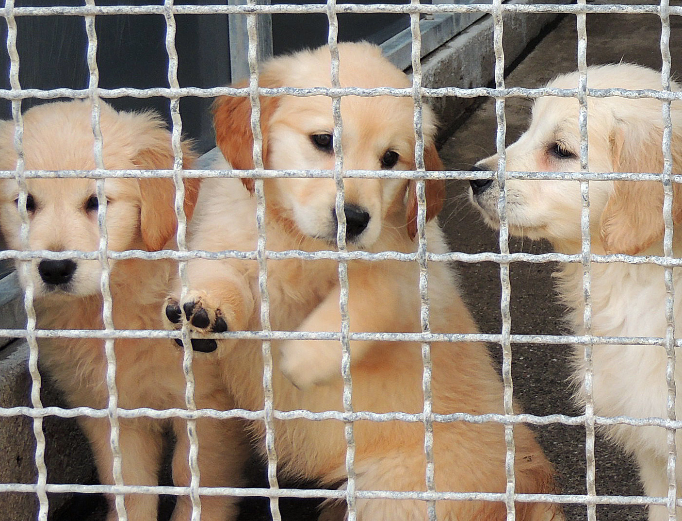 mannheim polizei findet verwahrloste hundewelpen nachrichten aus mannheim rnz
