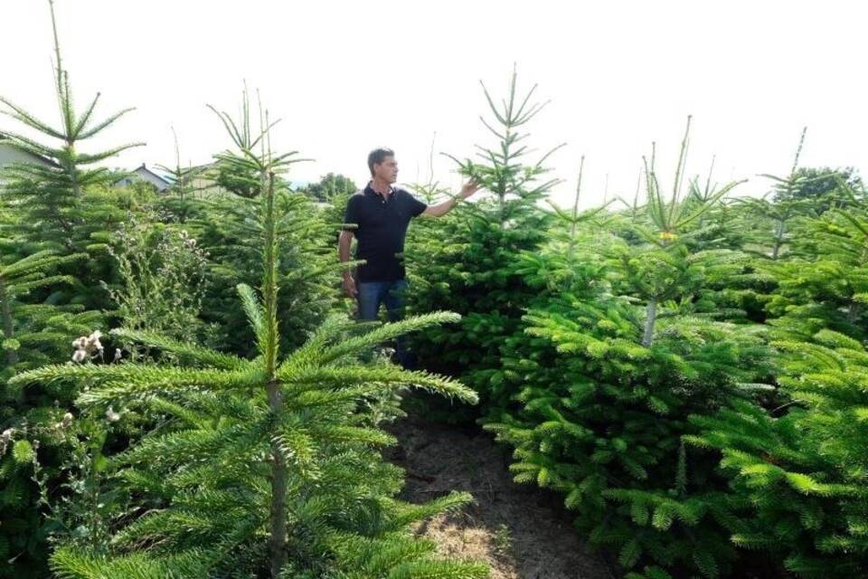 Weihnachtsbaumplantage Weihnachtsbaumplantage