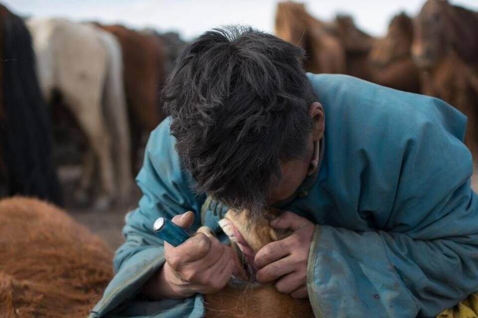 Pferdezahnarzt in der Mongolei