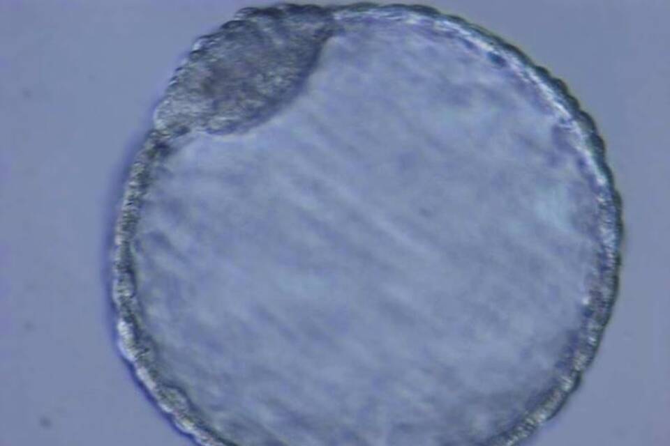 Nashorn-Embryos im Labor erzeugt