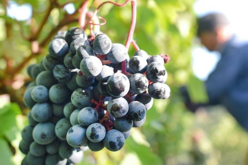 Weinlese Weinlese