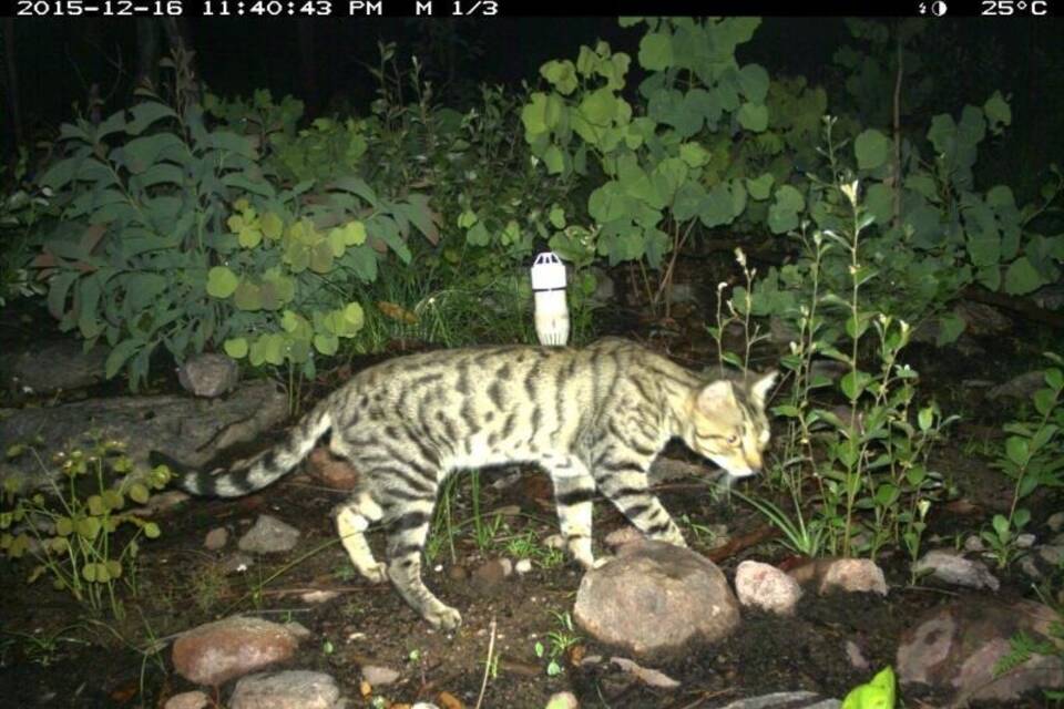 Verwilderte Hauskatze in Australien
