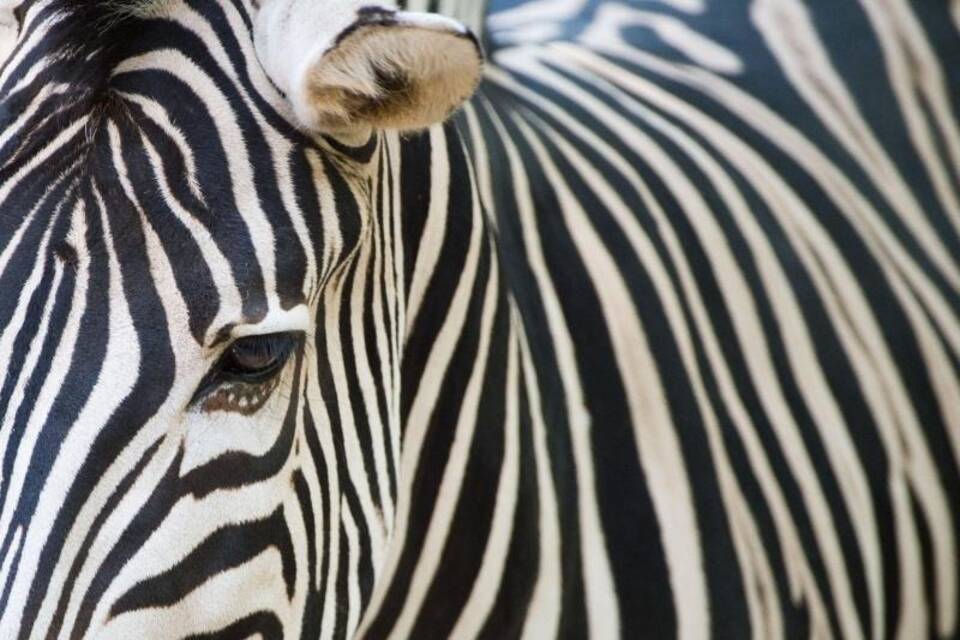 Zebrastreifen kühlen nicht Zebrastreifen kühlen nicht