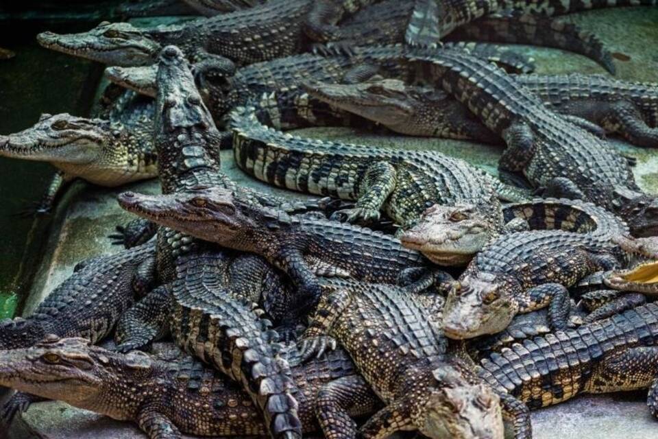 Krokodile Krokodile