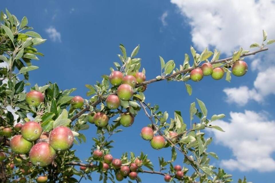 Obst im Alten Land