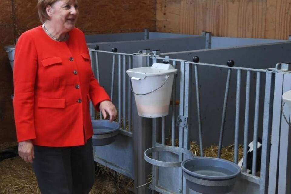 Merkel besucht Milchviehbetrieb