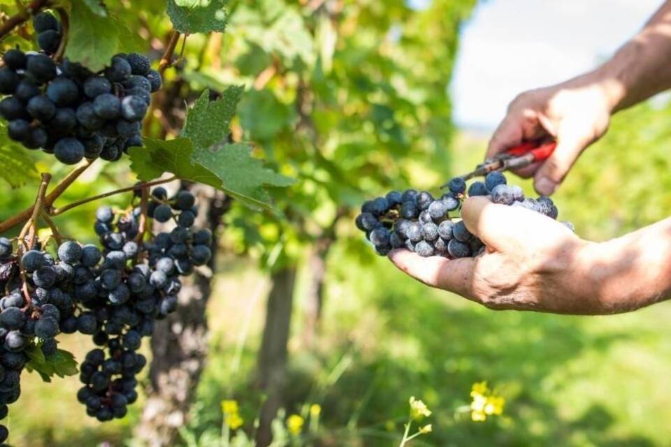 Weinlese in Württemberg