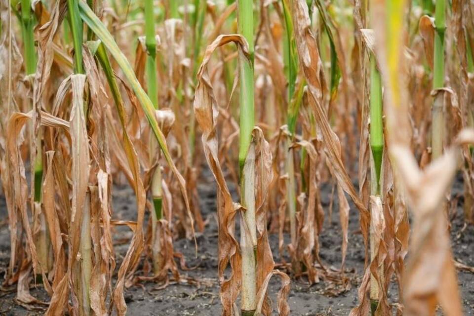 Trockenheit in der Landwirtschaft Trockenheit in der Landwirtschaft