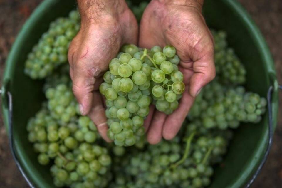 Weinlese Weinlese