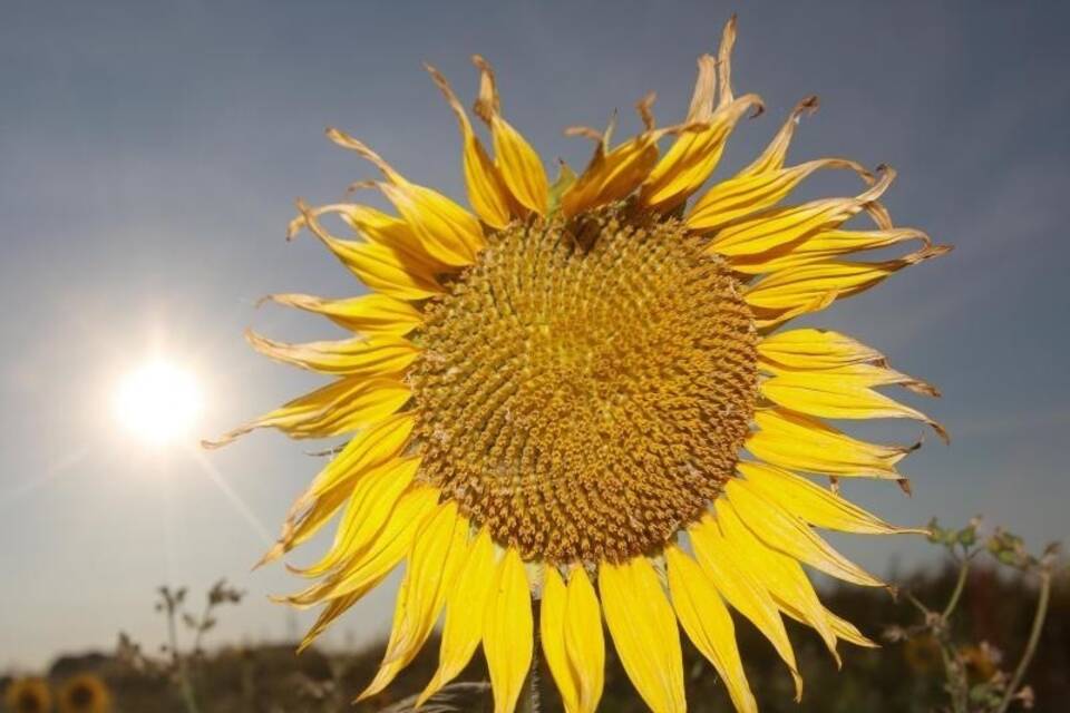 Sonnenblume Sonnenblume