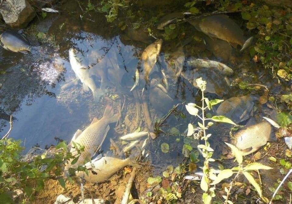 Fischsterben in der Jagst Fischsterben in der Jagst neutrale BU