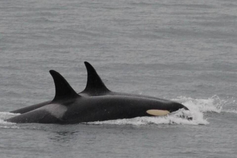 Orcas Orcas