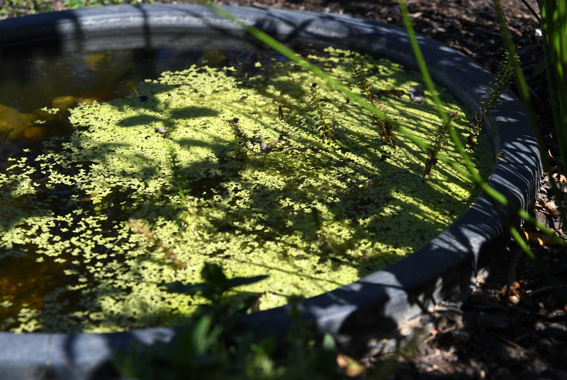 Mini Teich Im Kubel Ein Biotop Fur Garten Und Balkon Haus