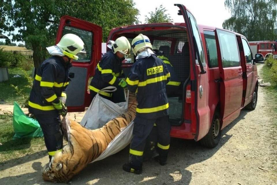 Toter Tiger Toter Tiger