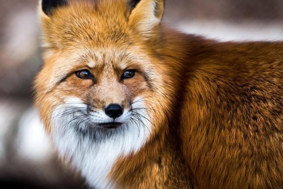 Rotfuchs Rotfuchs