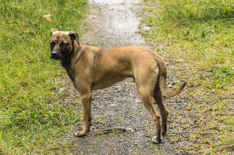 Kosten Tollwutimpfung Hund