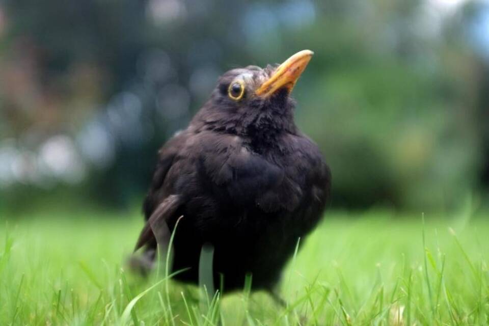 Erkrankte Amsel Erkrankte Amsel