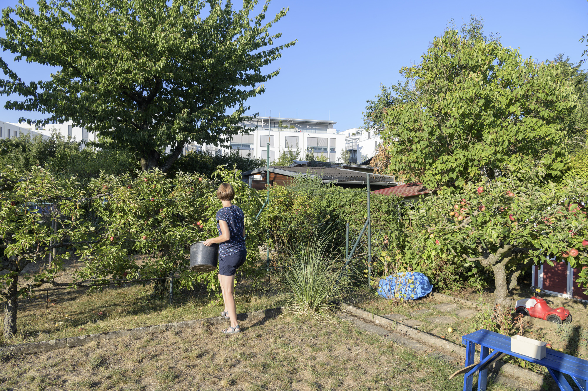 Tigermucken In Heidelberg Aggressive Blutsauger Stechen Im